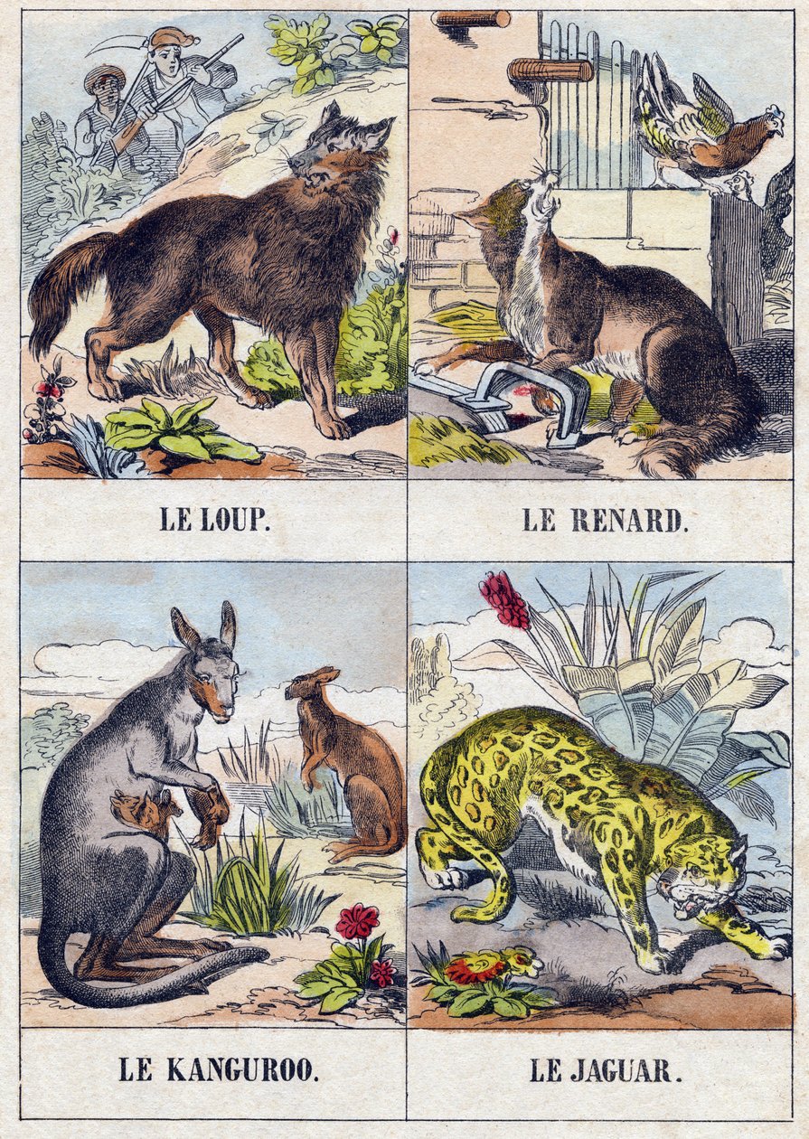 オオカミ、キツネ、カングルー、ジャガー。Buffon Alphabet des Animaux "に掲載されている版画。第3シリーズ N 1. エピナルの画像化、エピナル、19世紀後半。16ページ。ディム：28x21cm 作： フランス語学校