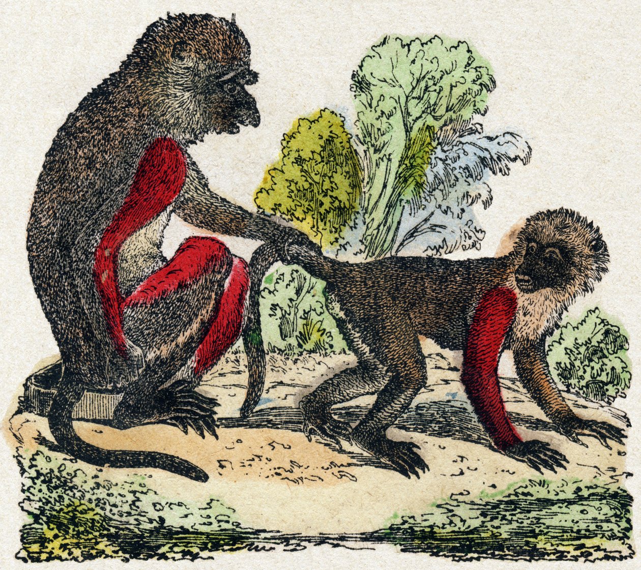 ヤルク。Alphabet des animaux sauvages "に掲載されている版画です。9th Serie.エピナルのイメージ、ペラン、印刷・出版業者、1870年頃。木にエングレービング、ステンシル。16ページ。16ページ。厚さ20×15cm。個人蔵 作： フランス語学校
