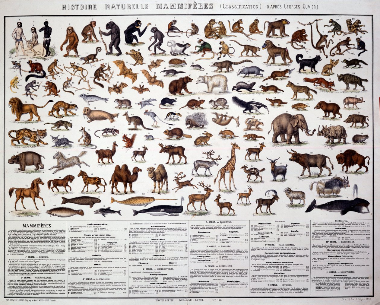 動物学：フランスの生物学者ジョルジュ・キュヴィエ（1769-1832）による哺乳類の分類。自然史掲示板 作： フランス語学校