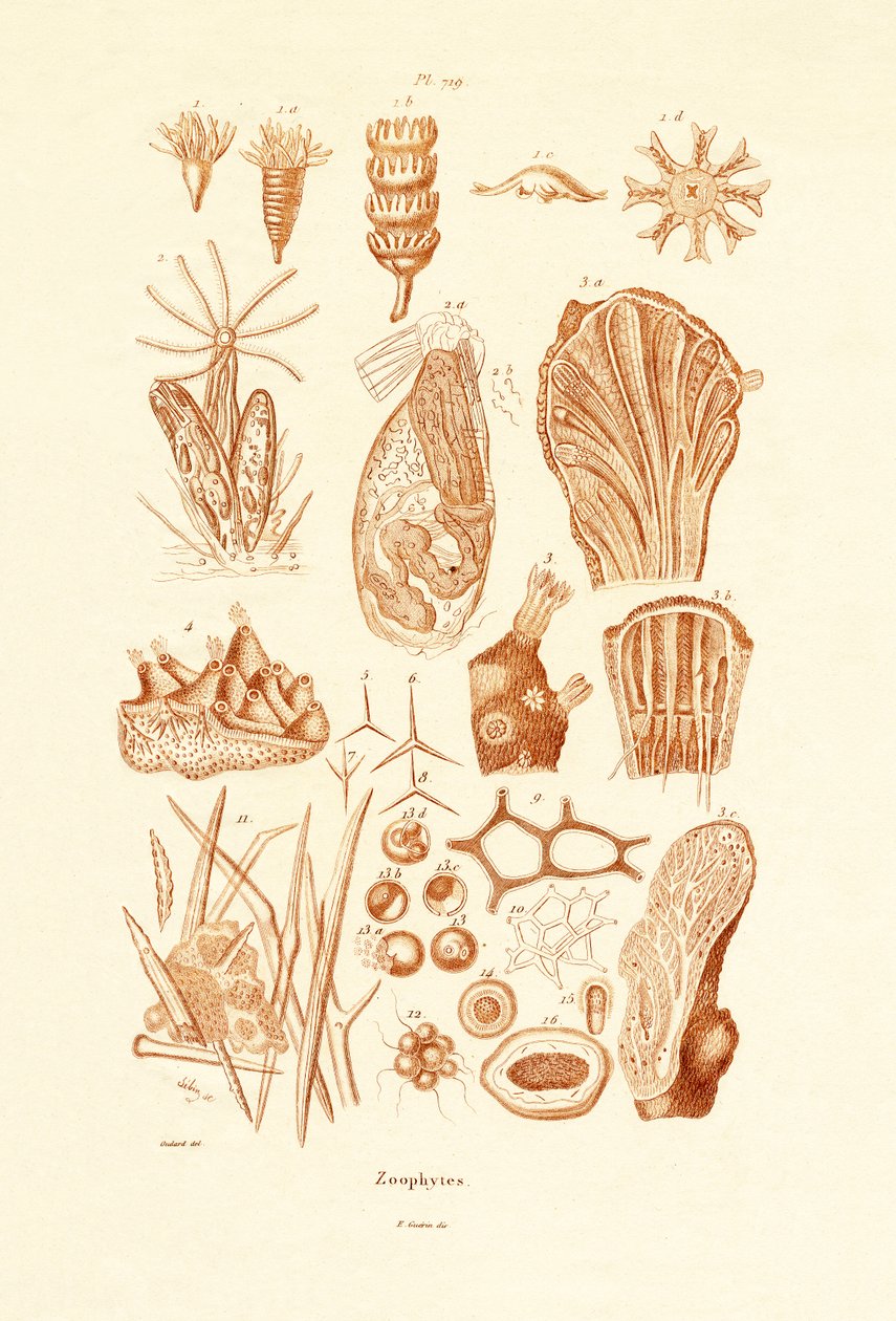 Zoophytes、1833-39 作： フランス語学校