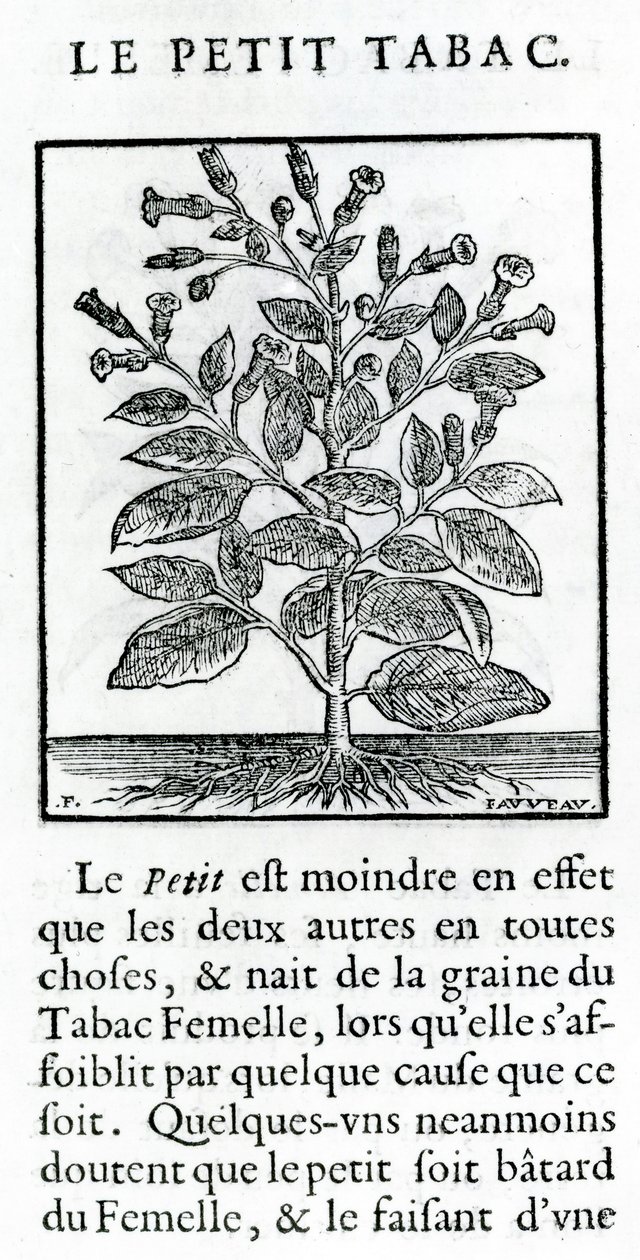 ル・ペリ・タバック、ジャン・ル・ロワイエ・ド・プラード作「Discours du Tabac」のイラスト、1671 作： フランス語学校