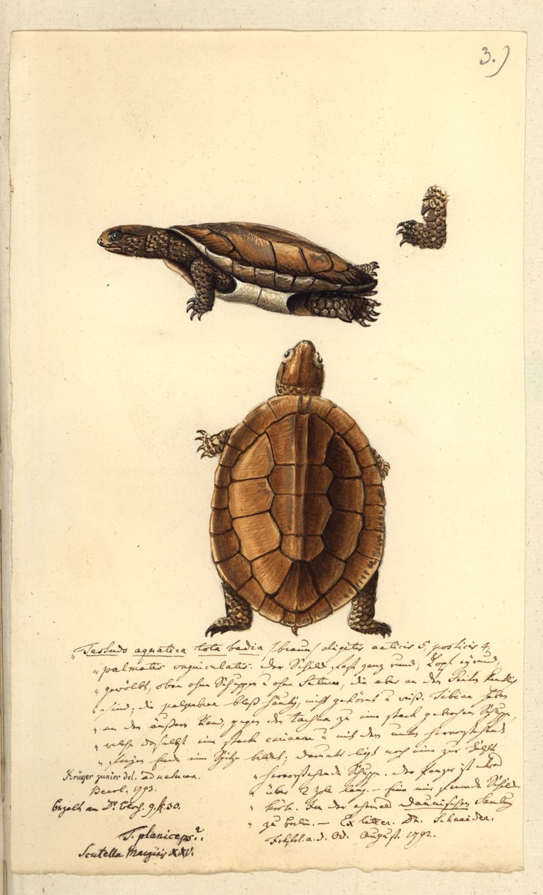 Platemys platicephala、1793（トイレと紙にペンとインク） 作： フリードリヒ・アウグスト・クルーガー