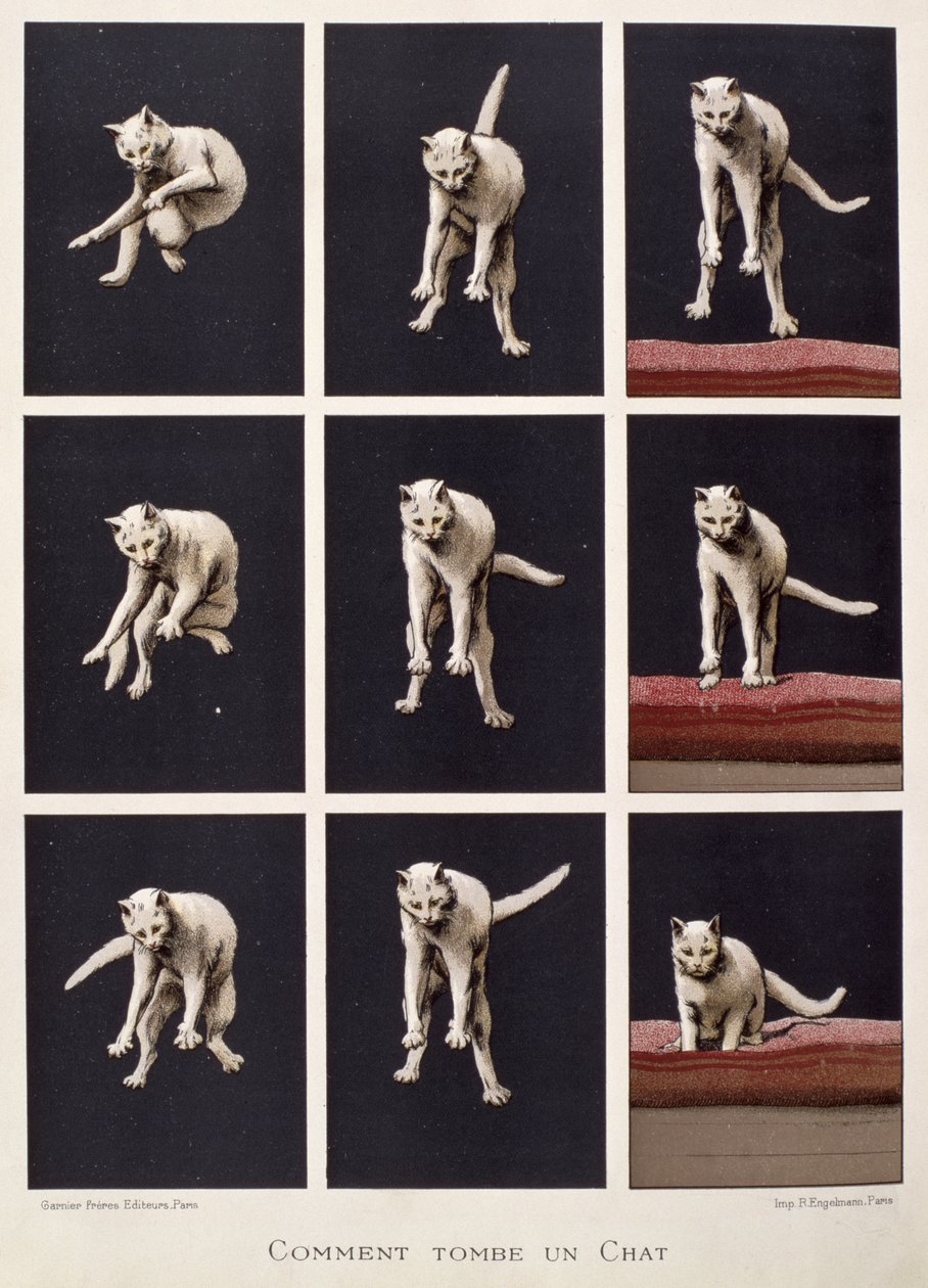 科学の最後の驚異からの猫の落ち方、ダニエル・ベレット（クロモリト） 作： G・ラセラーズ