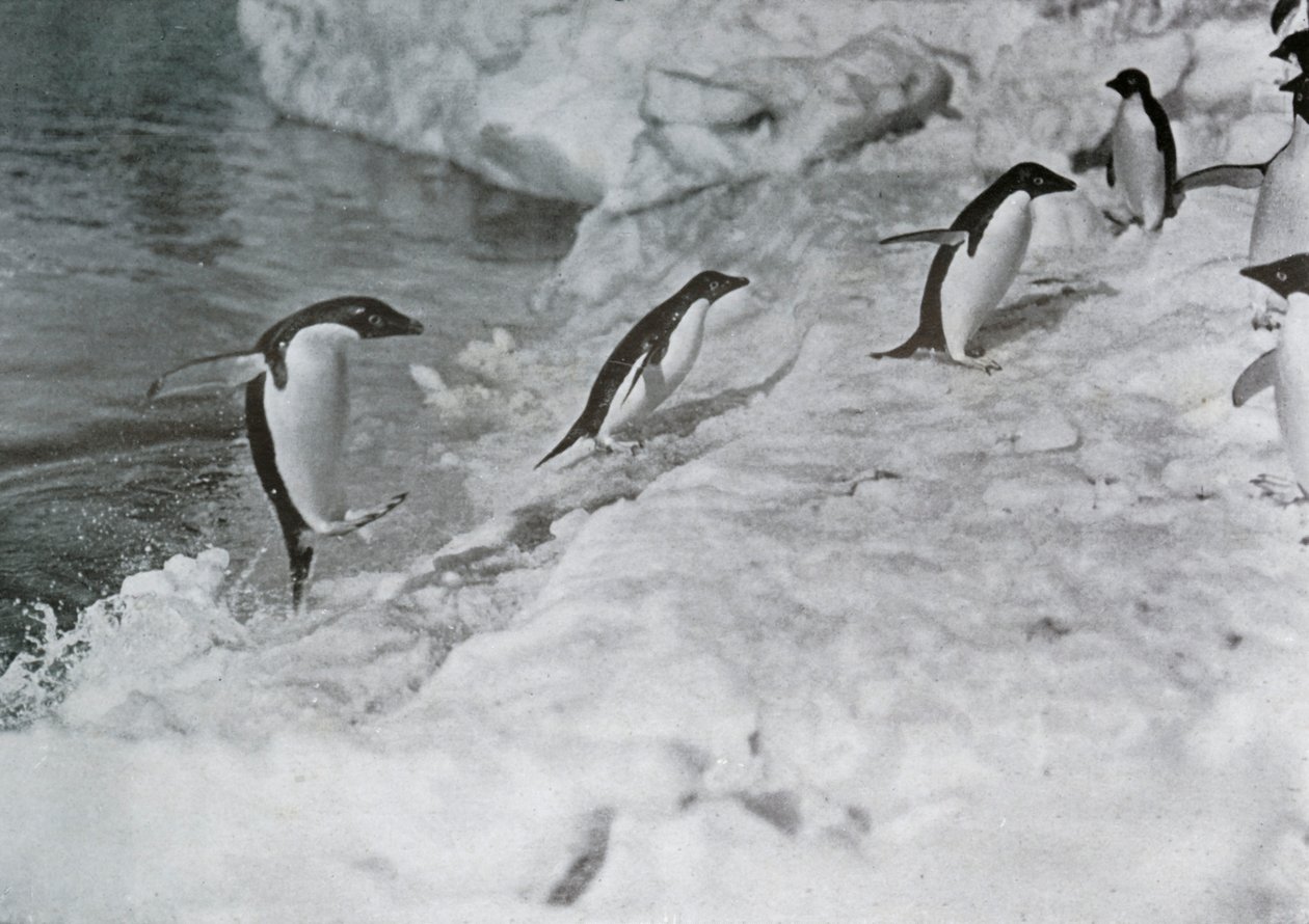 ペンギンはアイスフットに飛び乗る、c1911、1913。 作： G.マレー・レヴィック