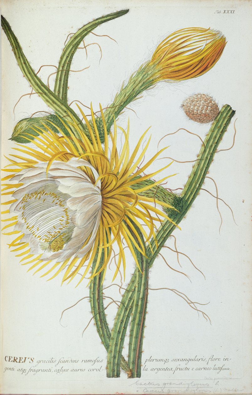 Crewus、Cereus、Trewの「Plant selector &39;1750-73 作： ゲオルグ・ディオニシウス・エーレット