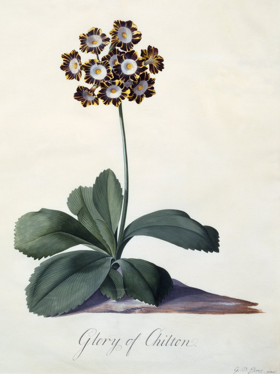 チルトンの栄光、1745年頃（手描きの彫刻） 作： ゲオルグ・ディオニシウス・エーレット