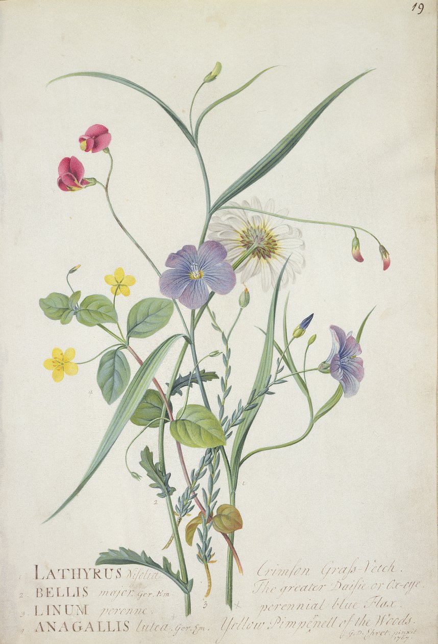 Lathyrus nissolia、Centaurea、亜麻多年生Lysimackia森林、1767（グラファイト、ベラムのガッシュとガッシュ） 作： ゲオルグ・ディオニシウス・エーレット