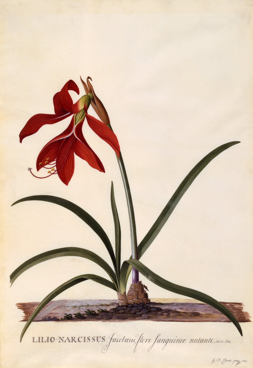 Lilio-Narcissus、Jaobean Lily、c.1743（手描きの彫刻） 作： ゲオルグ・ディオニシウス・エーレット