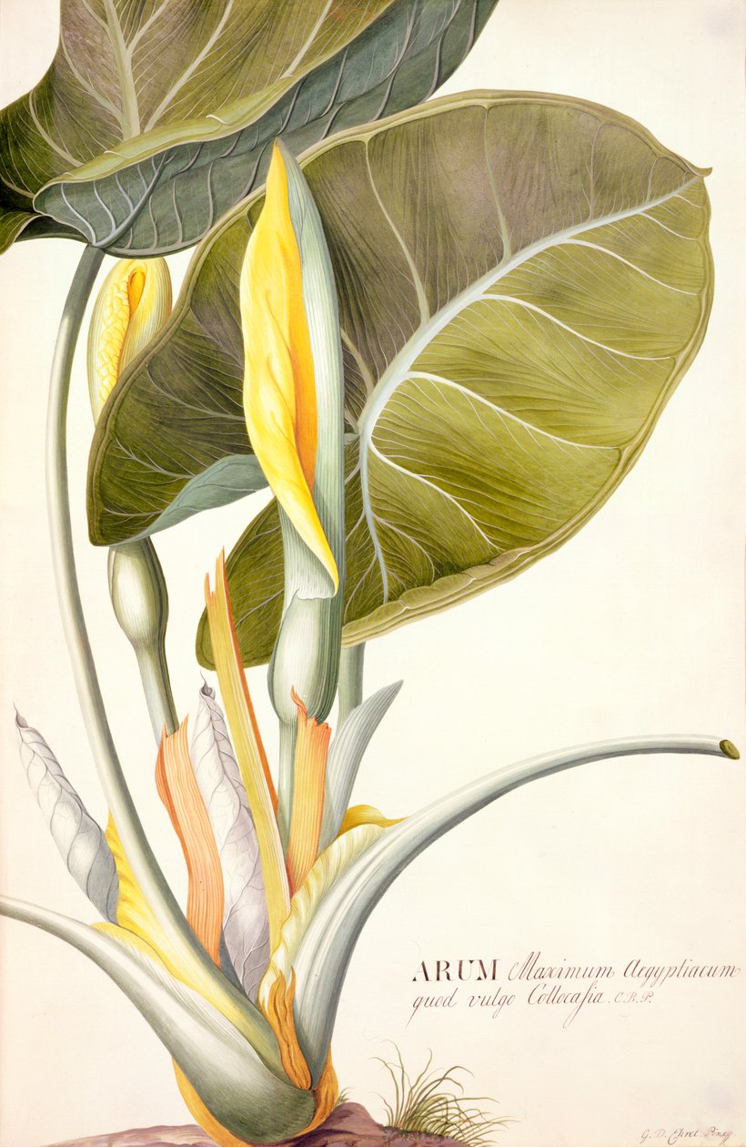 PD.116-1973f.14 Arum maximum aegyptiacum、c.1740-45（トイレとベラムのガッシュ） 作： ゲオルグ・ディオニシウス・エーレット