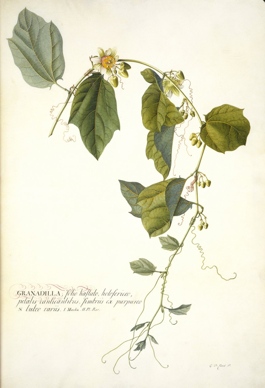 Passiflora holosericea（パッションフラワー）（ベラムに金で高められたトイレットカラーとボディカラー） 作： ゲオルグ・ディオニシウス・エーレット