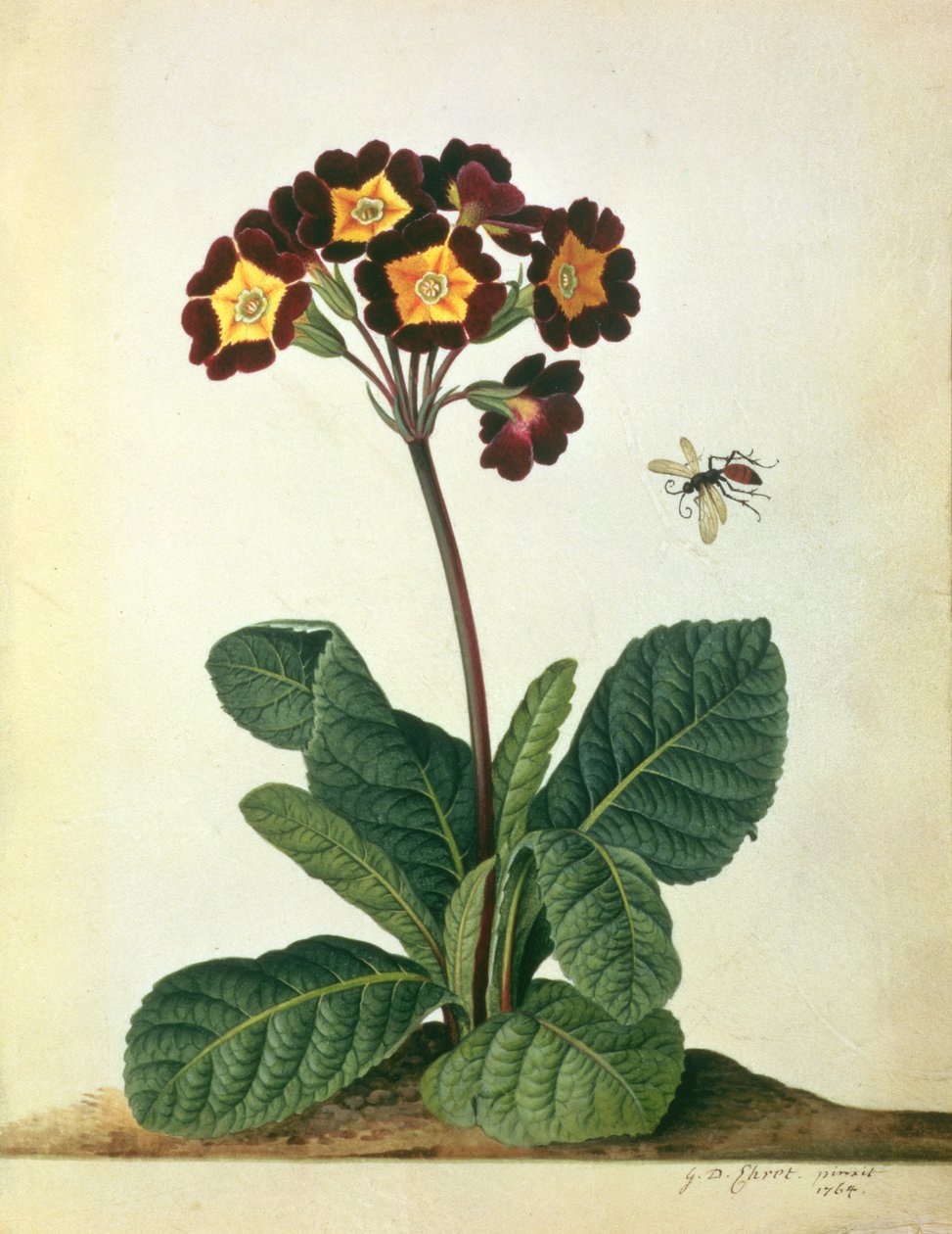 サクラソウ科：飛んでいる昆虫をもつ開花ポリアンサス、1764年（鉛筆、ベラムのWCとガッシュ） 作： ゲオルグ・ディオニシウス・エーレット