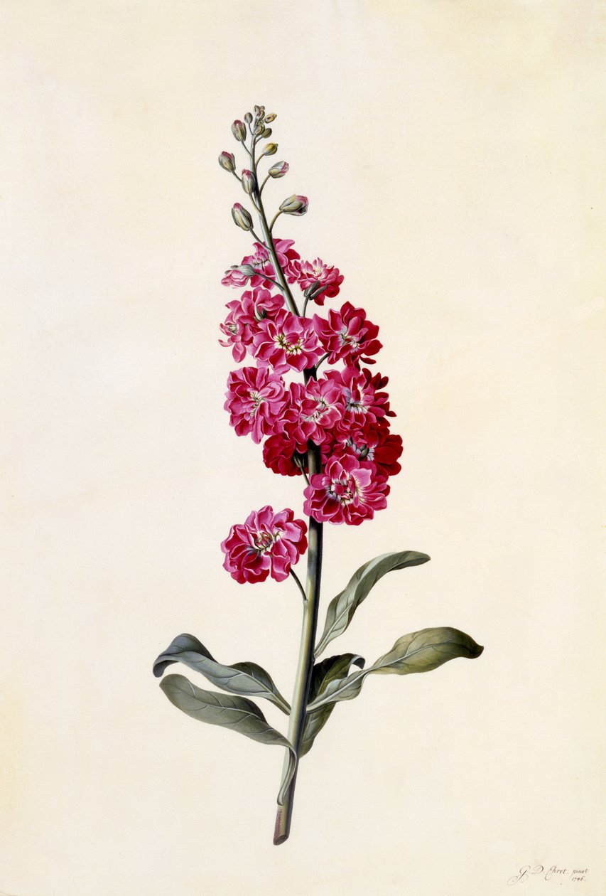 ストック、Matthiola incana、c.1746（手塗りの彫刻） 作： ゲオルグ・ディオニシウス・エーレット