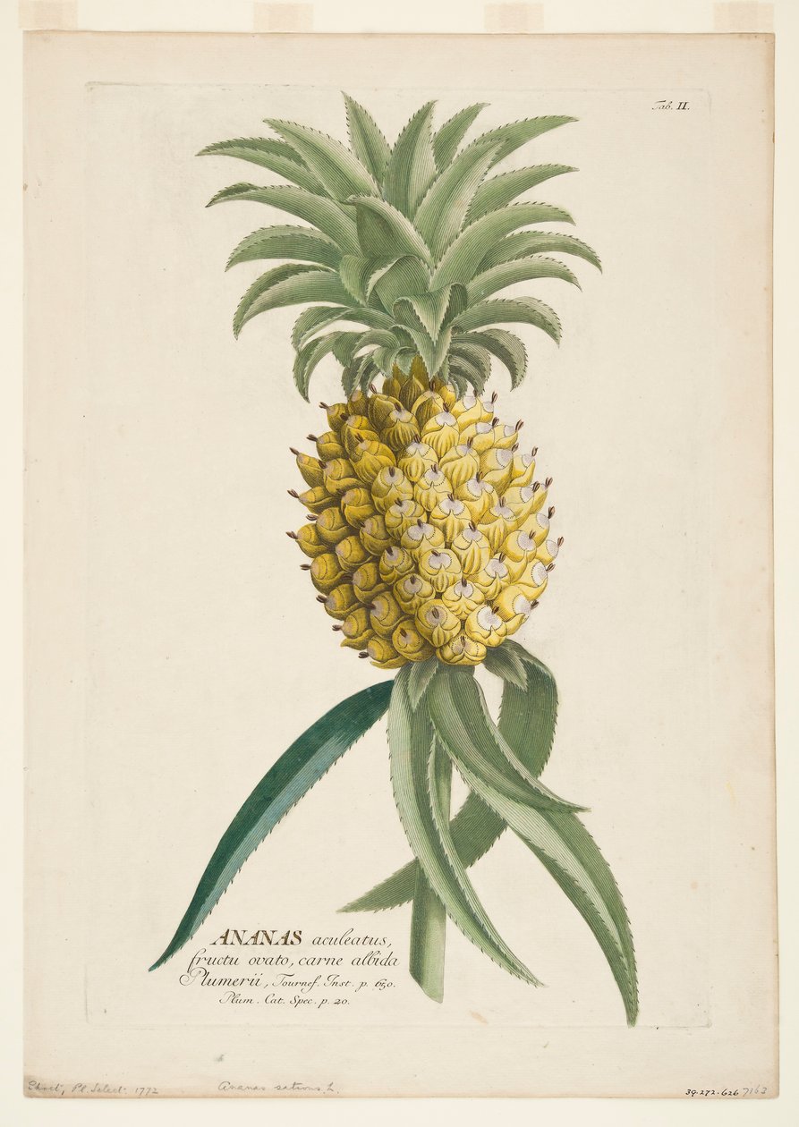 Ananas sativus、パイナップル、c1740-1770。 作： ゲオルグ・ディオニシウス・エーレット