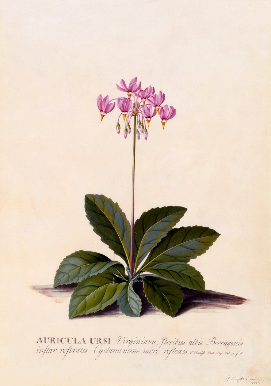 アリクラ・ウルシの流れ星、1744年頃の手彩色の彫刻。 作： 「ゲオルク・ディオニュシウス・エレット