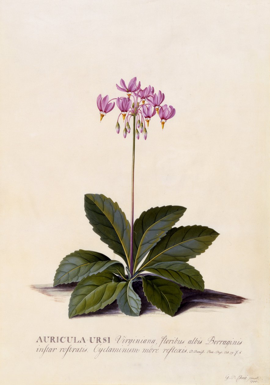 Aricula ursi、流れ星、1744年頃（手描きの彫刻） 作： ゲオルグ・ディオニシウス・エーレット