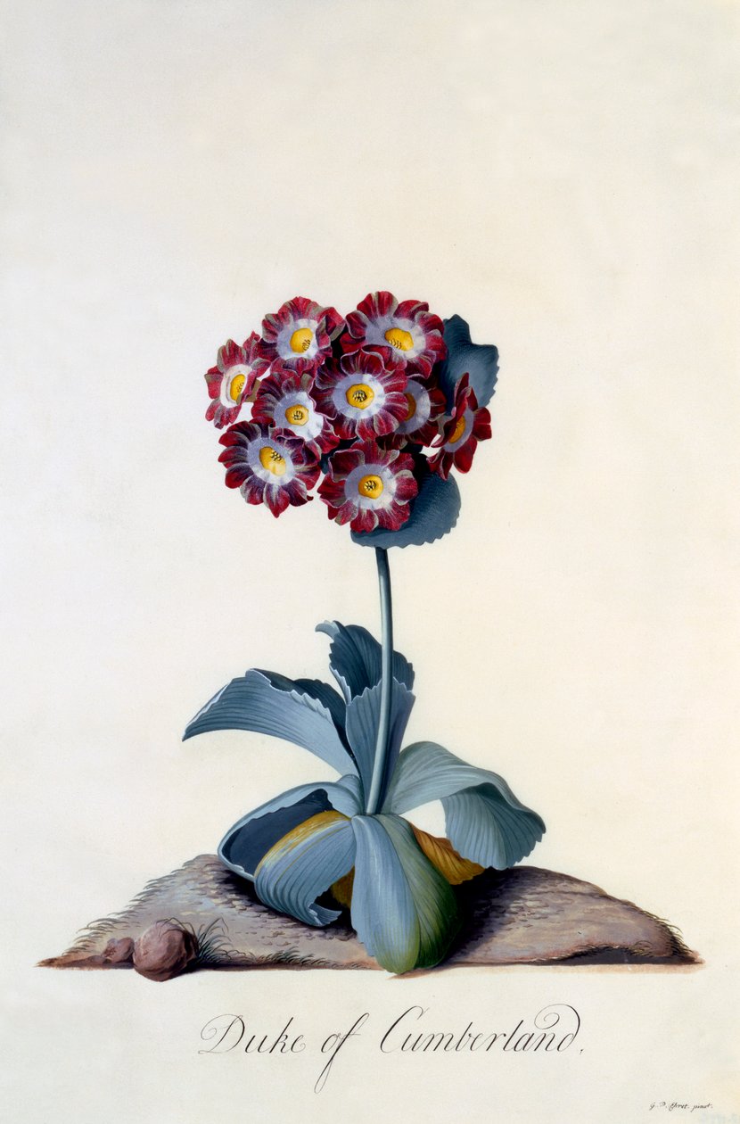 Auricula Duke of Cumberland（カンバーランド公爵）1743年頃、手彩色のエングレーヴィング。 作： 「ゲオルク・ディオニュシウス・エレット