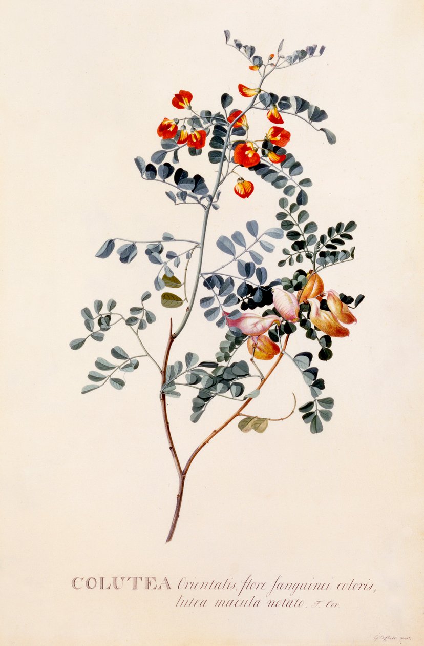 コルテア、c。 1745 手彩色彫刻.. 作： 「ゲオルク・ディオニュシウス・エレット