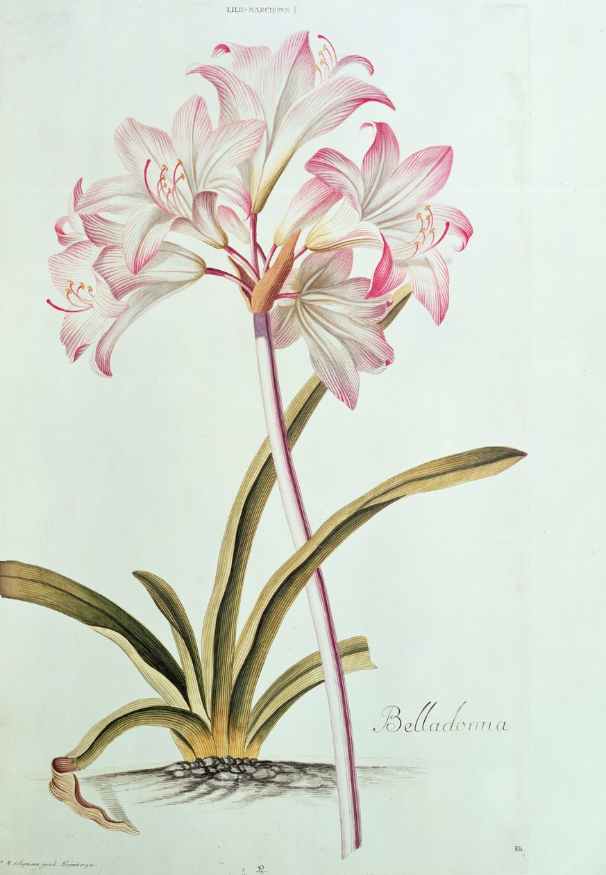 Lily：Trew&39;s garden Nitidissumus 1、1750からのLily belladonna（pl.12） 作： ゲオルグ・ディオニシウス・エーレット