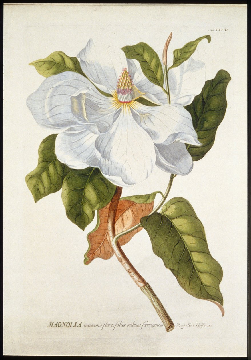 満開のマグノリア、c1740-1770。 作： ゲオルグ・ディオニシウス・エーレット