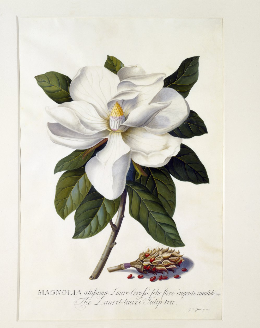 マグノリアグランディフローラ、1743年頃（手描きの彫刻） 作： ゲオルグ・ディオニシウス・エーレット