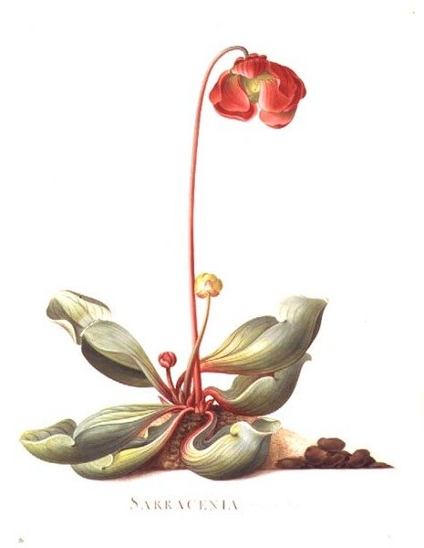 PD.117-1973.f23 Sarracenia purpurea (Pitcher Plant) 1764年 ベラムに水彩・ガッシュ 作： ゲオルグ・ディオニシウス・エーレット