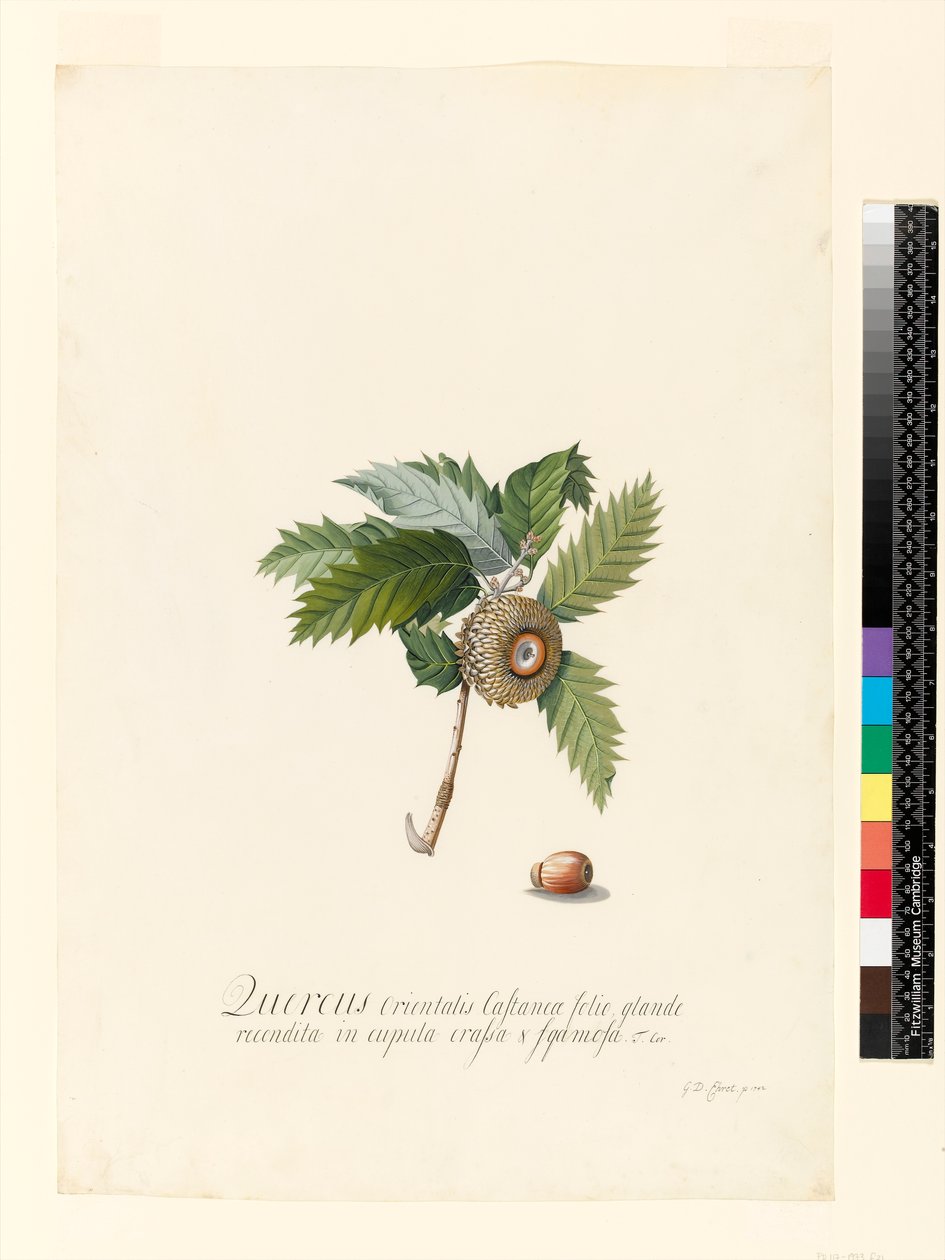 Quercus Orientalis、1742（WCおよびベラムのボディカラー） 作： ゲオルグ・ディオニシウス・エーレット