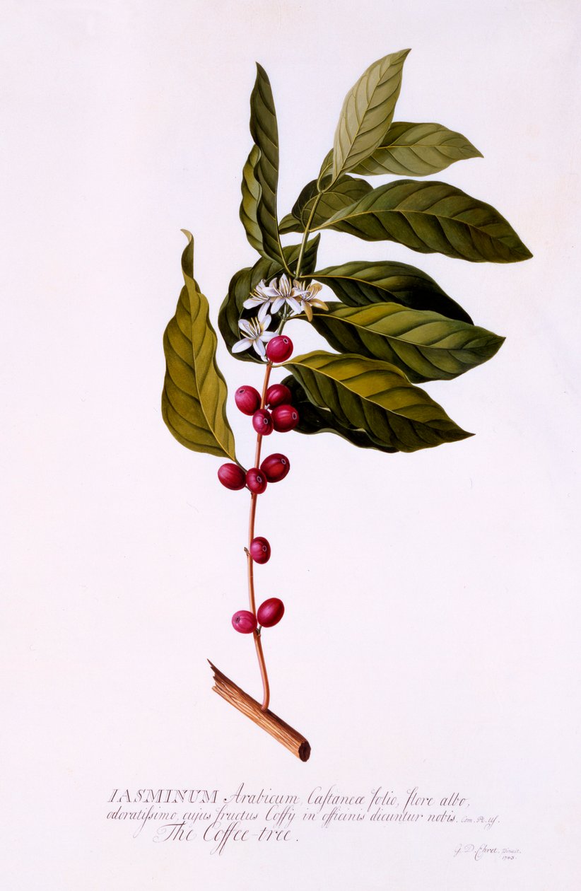コーヒーの木、c。 1743年の手彩色彫刻。 作： 「ゲオルク・ディオニュシウス・エレット