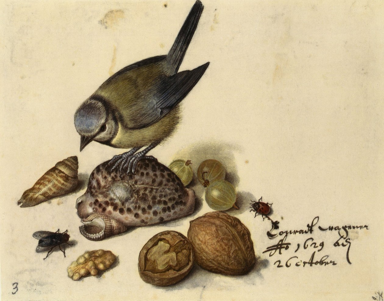 シジュウカラ、貝殻、果物、昆虫のある静物、1629年。 作： ゲオルグ・フレゲル