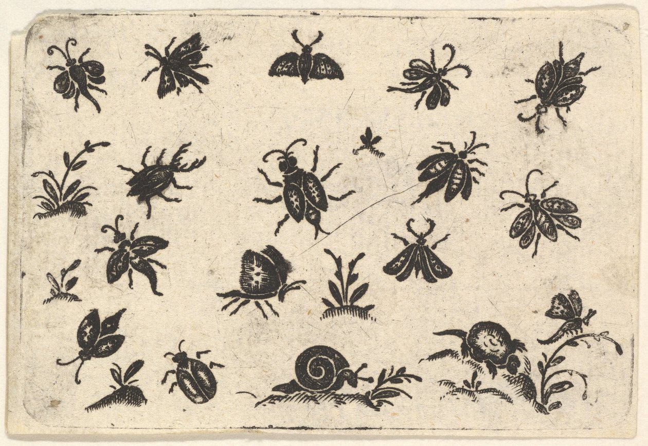 昆虫と植物の小さなモチーフ、1596年。 作： ゲオルク・ハーマン