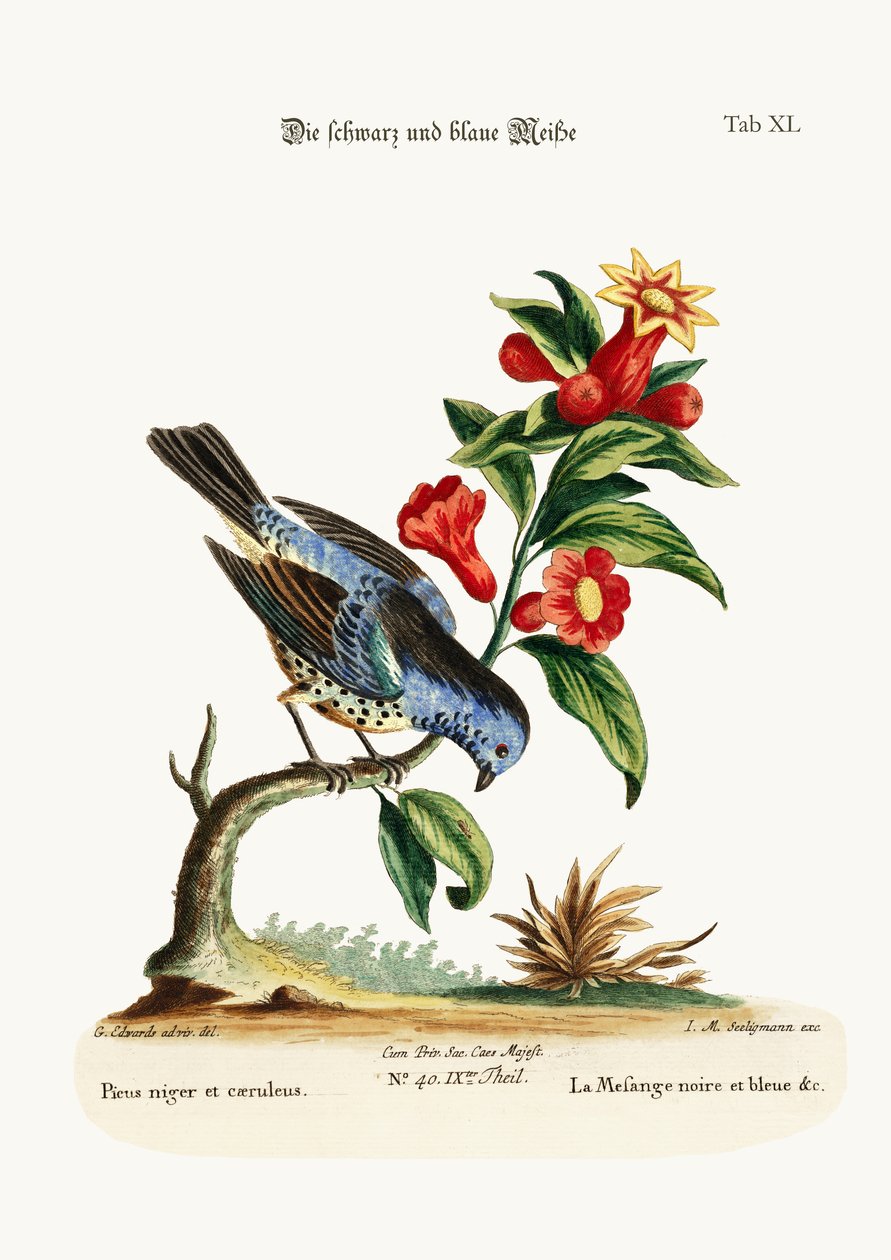 黒と青のシジュウカラマウス、1749-73 作： ジョージ・エドワーズ