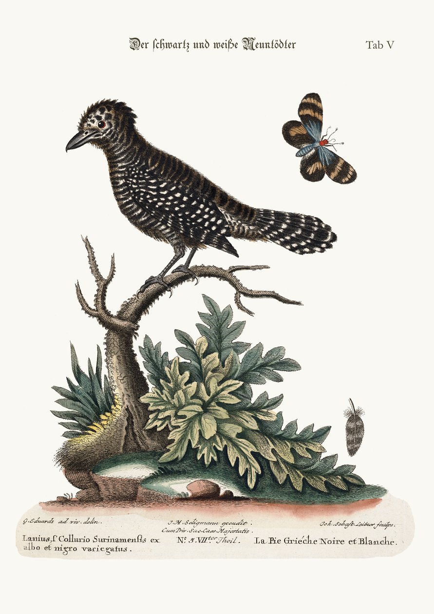 黒と白の肉屋の鳥、1749-73 作： ジョージ・エドワーズ