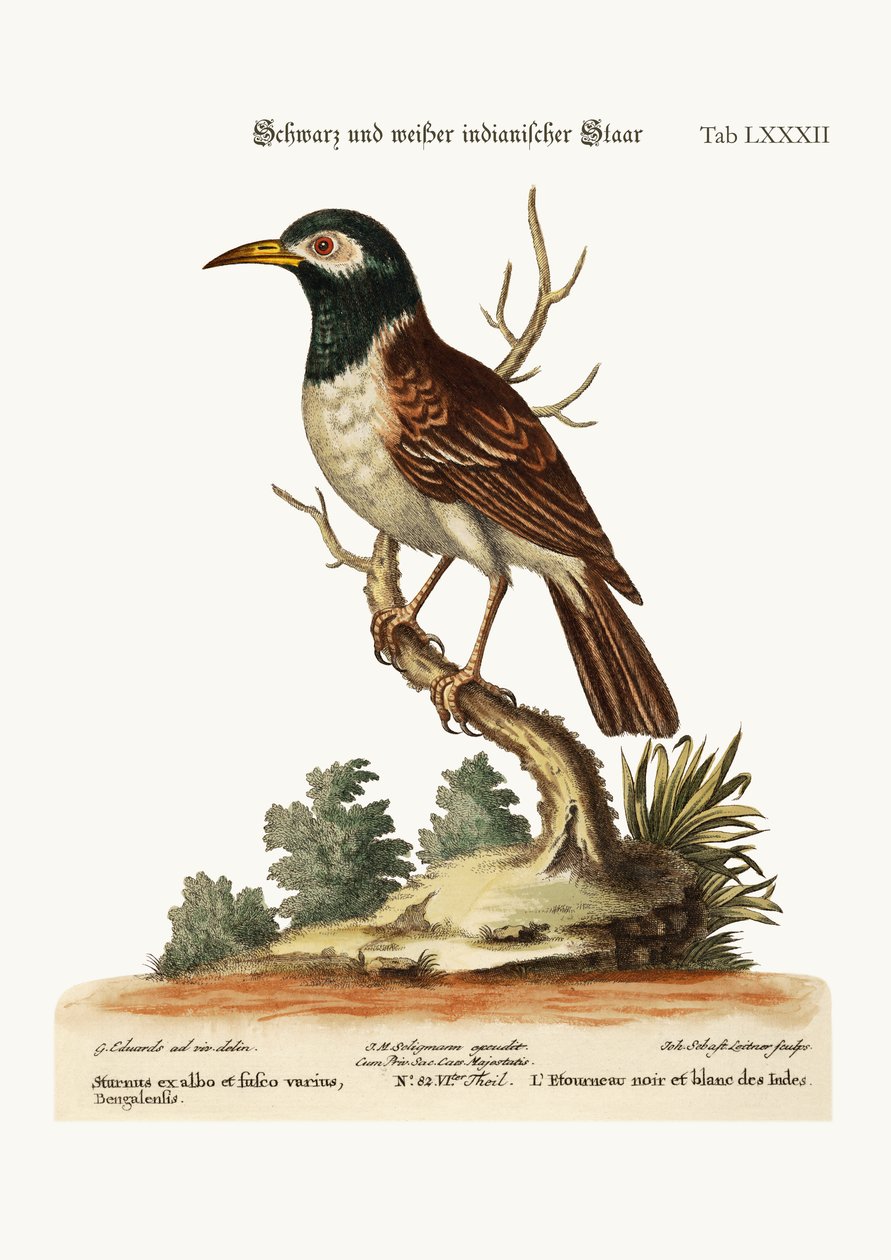 黒と白のインドムクドリ、1749-73 作： ジョージ・エドワーズ