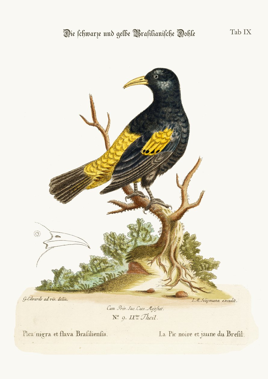 ブラジルの黒と黄色のダウ、1749-73 作： ジョージ・エドワーズ