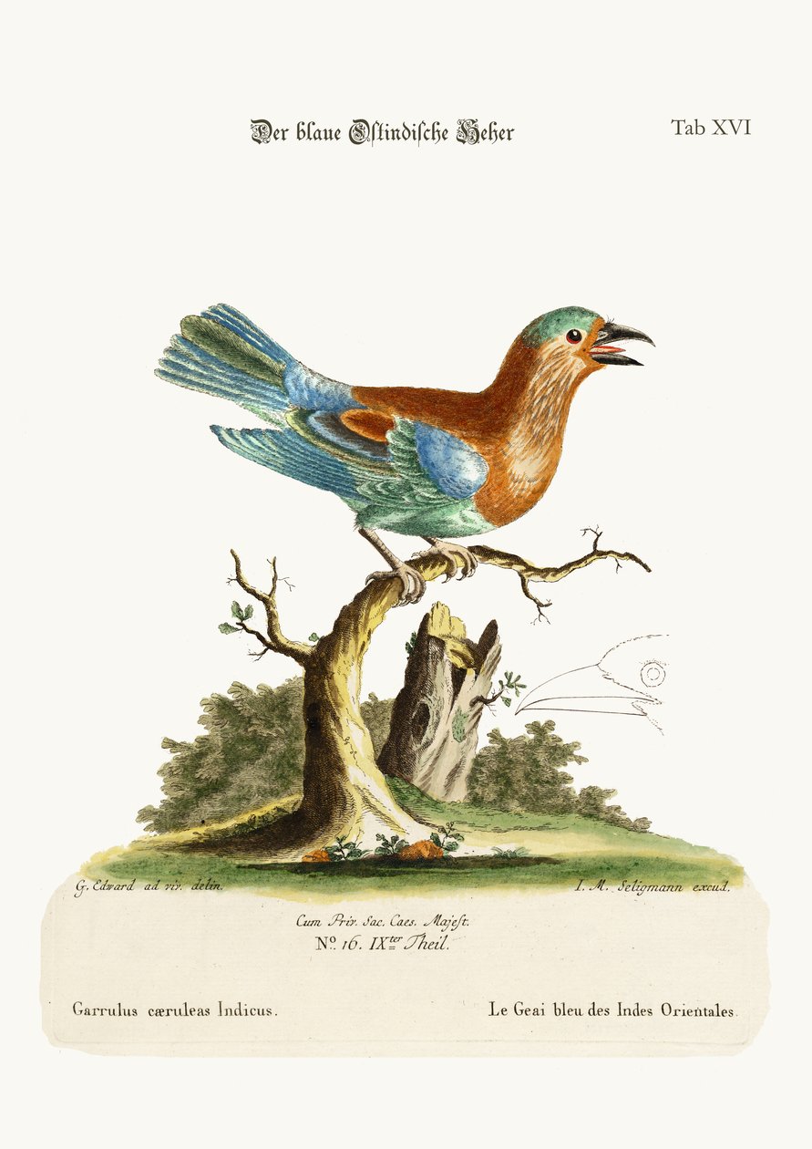 東インドからのブルージェイ、1749-73 作： ジョージ・エドワーズ