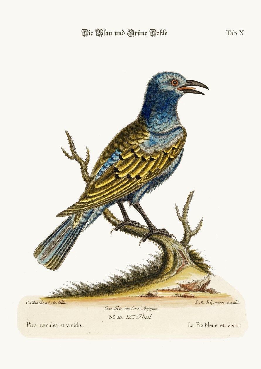 青と緑のダウ、1749-73 作： ジョージ・エドワーズ