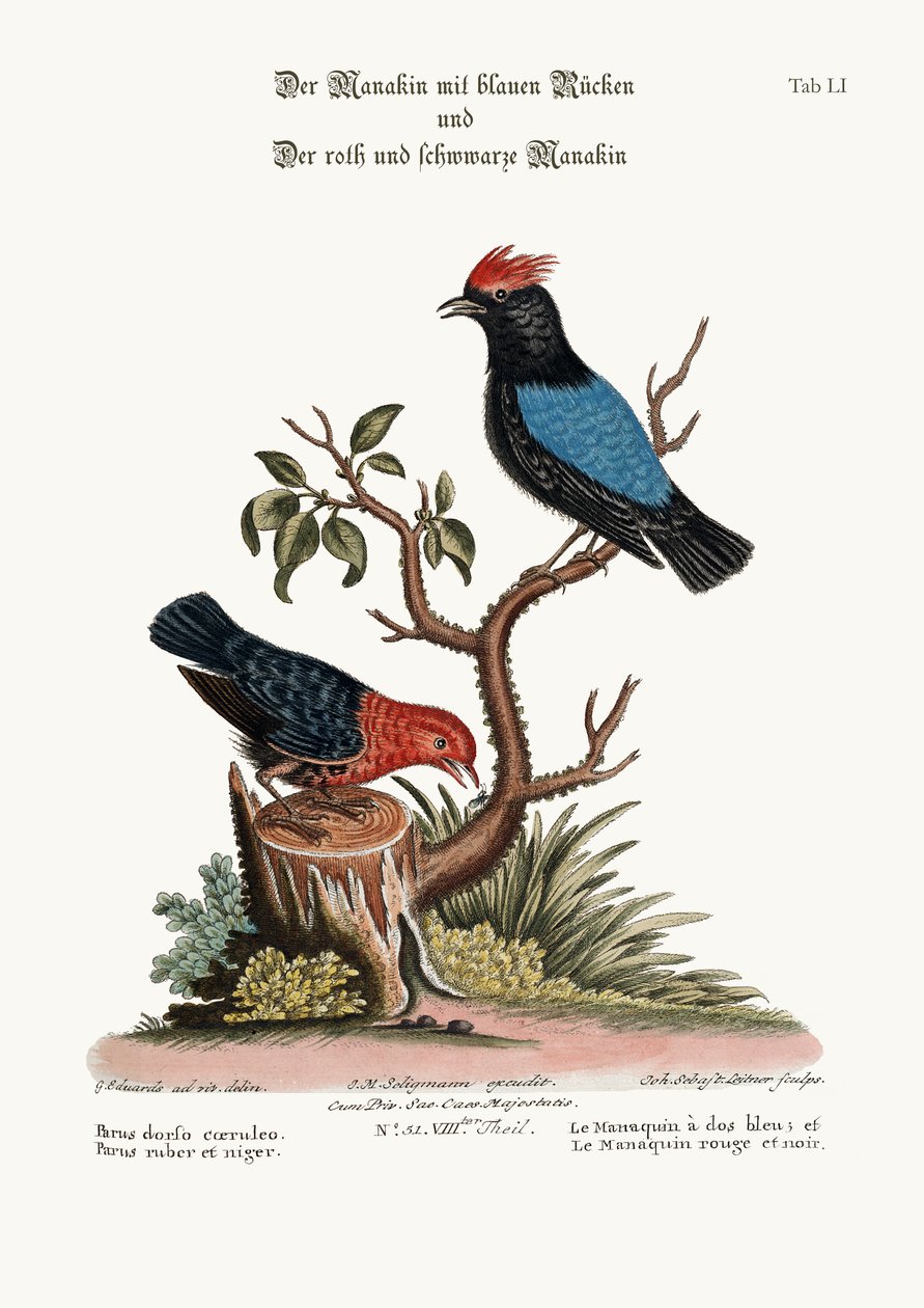 青のマナキンと赤と黒のマナキン、1749-73 作： ジョージ・エドワーズ