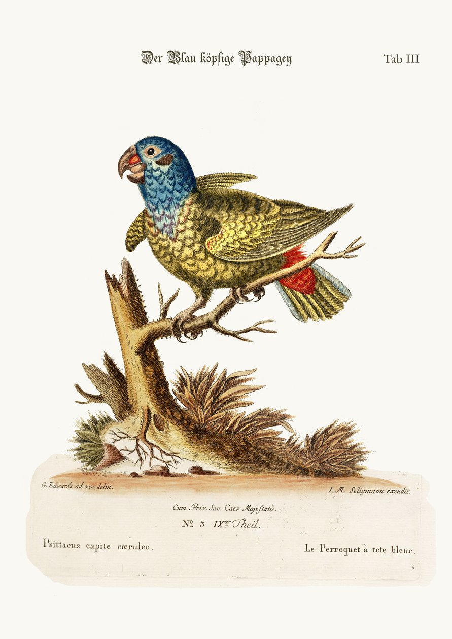 青い頭のオウム、1749-73 作： ジョージ・エドワーズ