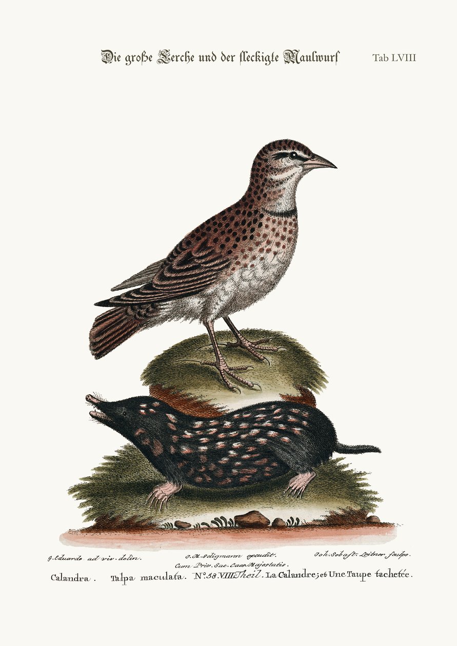 カランドラと斑点のあるほくろ、1749-73 作： ジョージ・エドワーズ