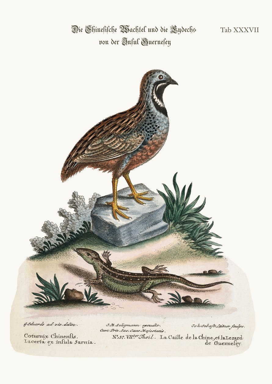 中国ウズラとガーンジートカゲ、1749-73 作： ジョージ・エドワーズ