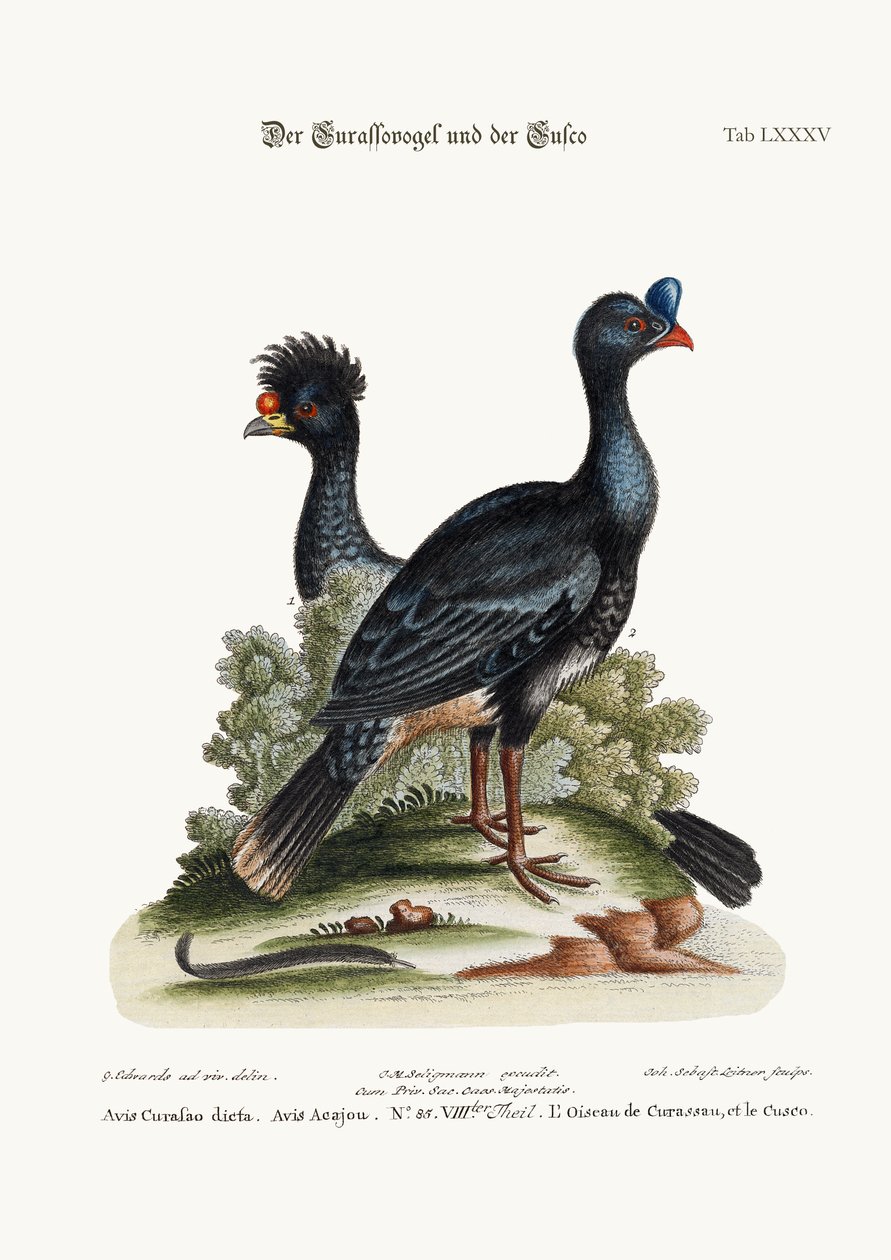 Curasso-BirdとCushew-Bird、1749-73 作： ジョージ・エドワーズ