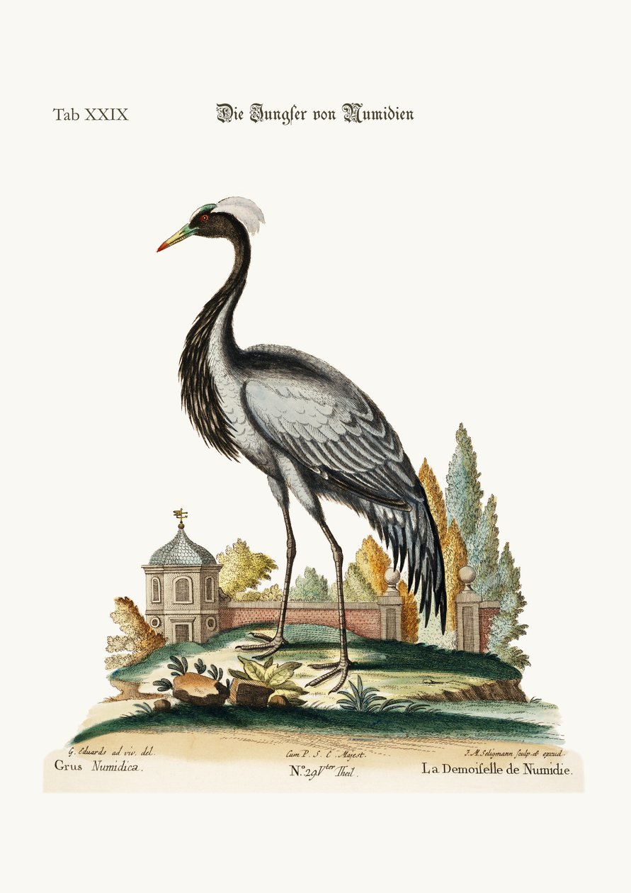 ヌミディアのデモイセル、1749-73 作： ジョージ・エドワーズ