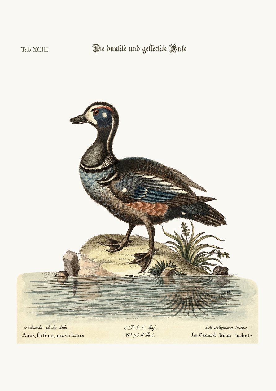 薄暗いと斑点を付けられたアヒル、1749-73 作： ジョージ・エドワーズ