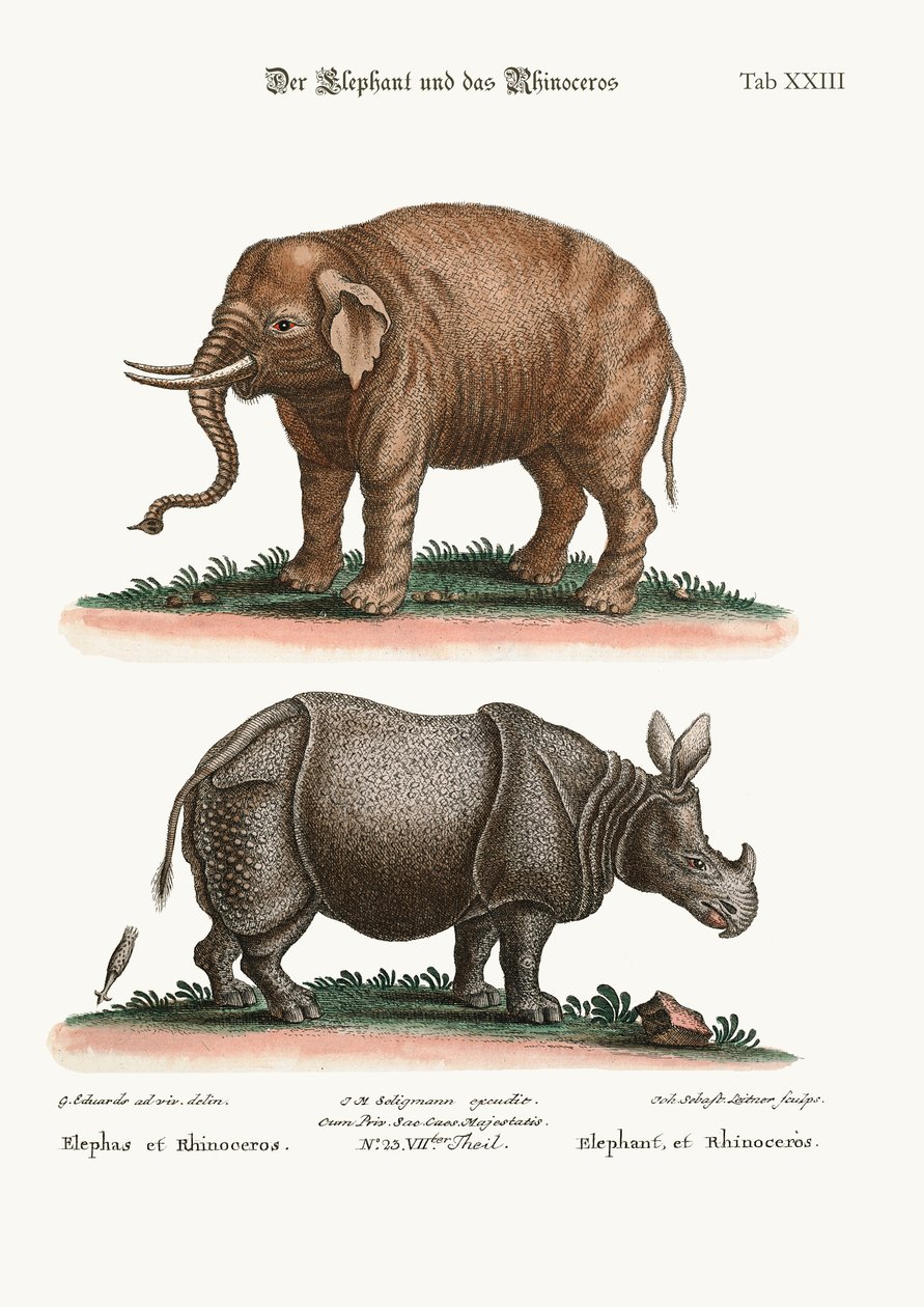 象とサイ、1749-73 作： ジョージ・エドワーズ