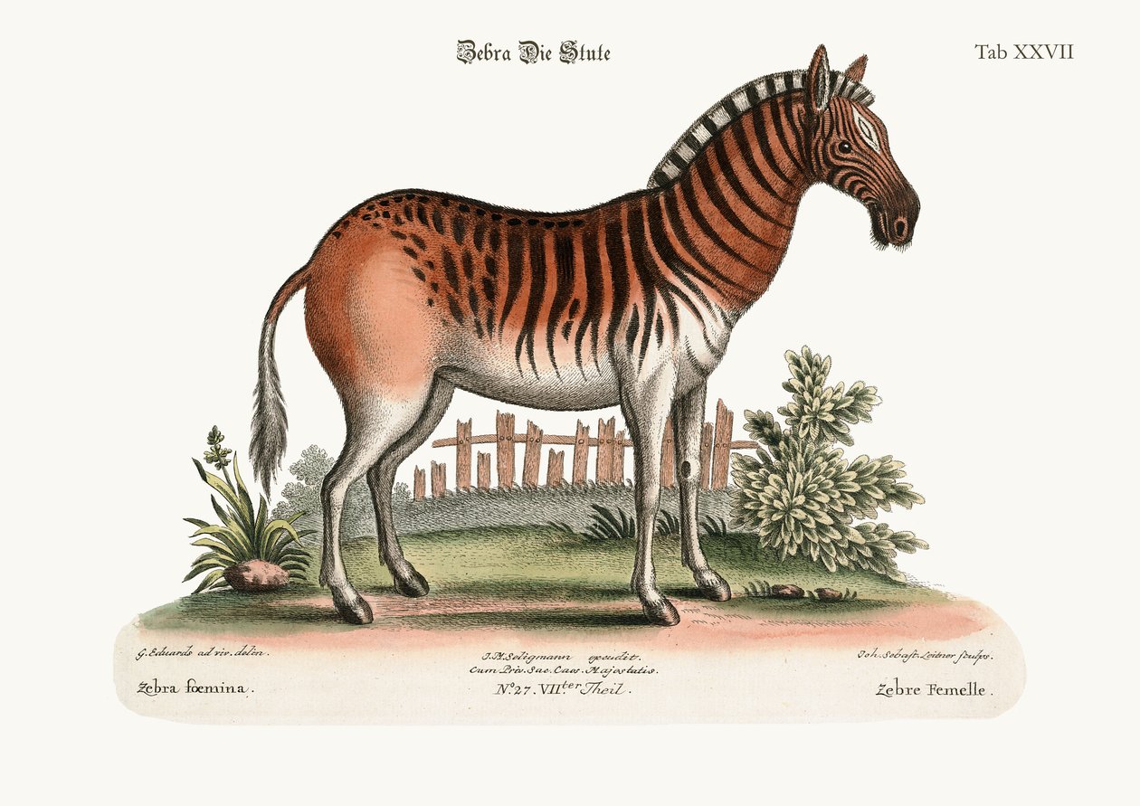 女性のシマウマ、1749-73 作： ジョージ・エドワーズ