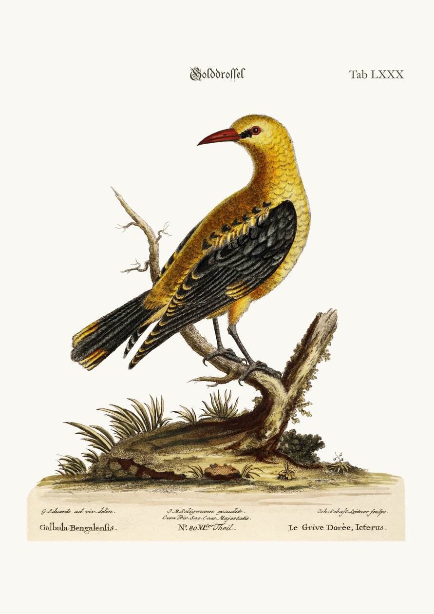ゴールデンツグミ、1749-73 作： ジョージ・エドワーズ