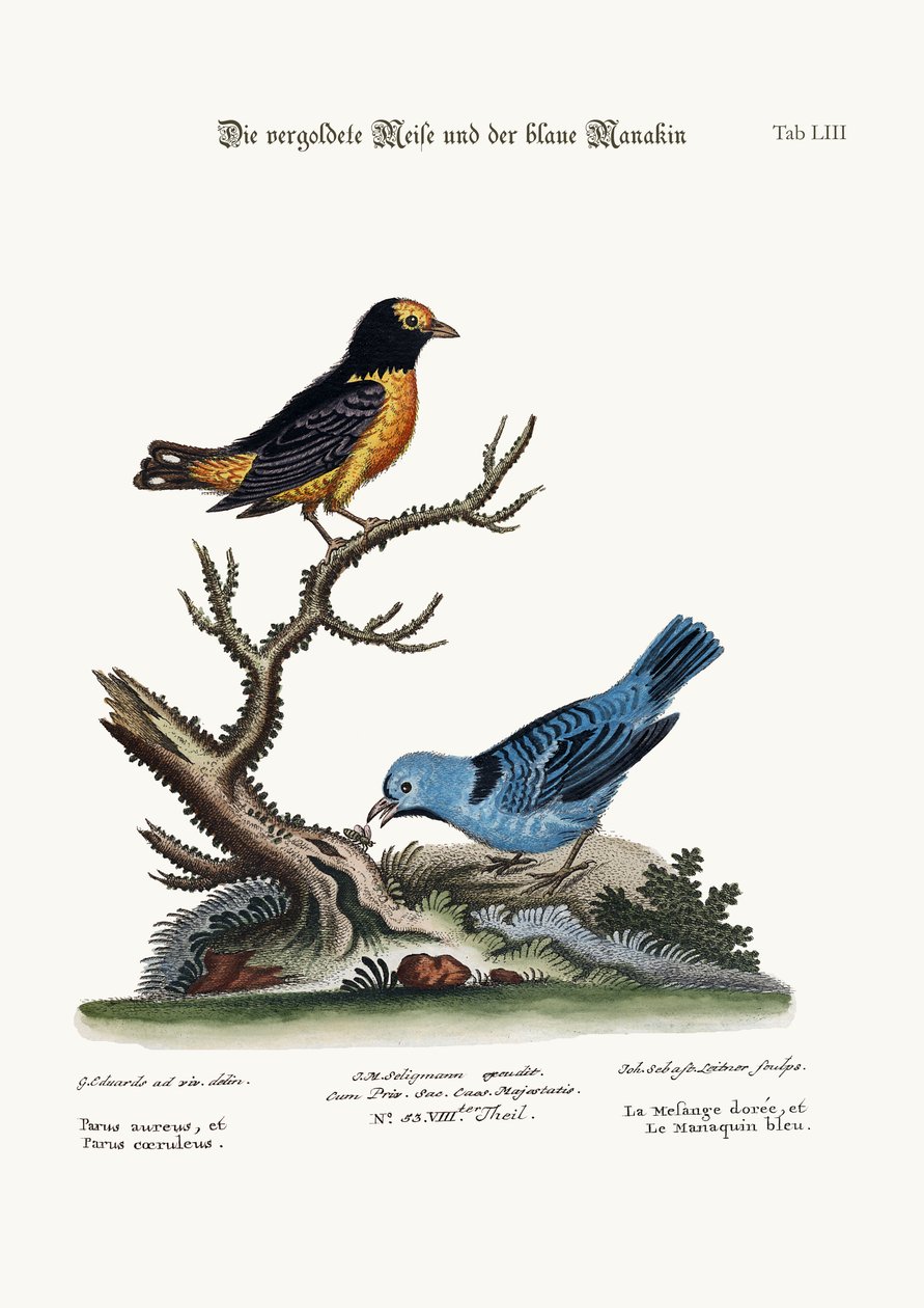 黄金のシジュウカラと青いマナキン、1749-73 作： ジョージ・エドワーズ