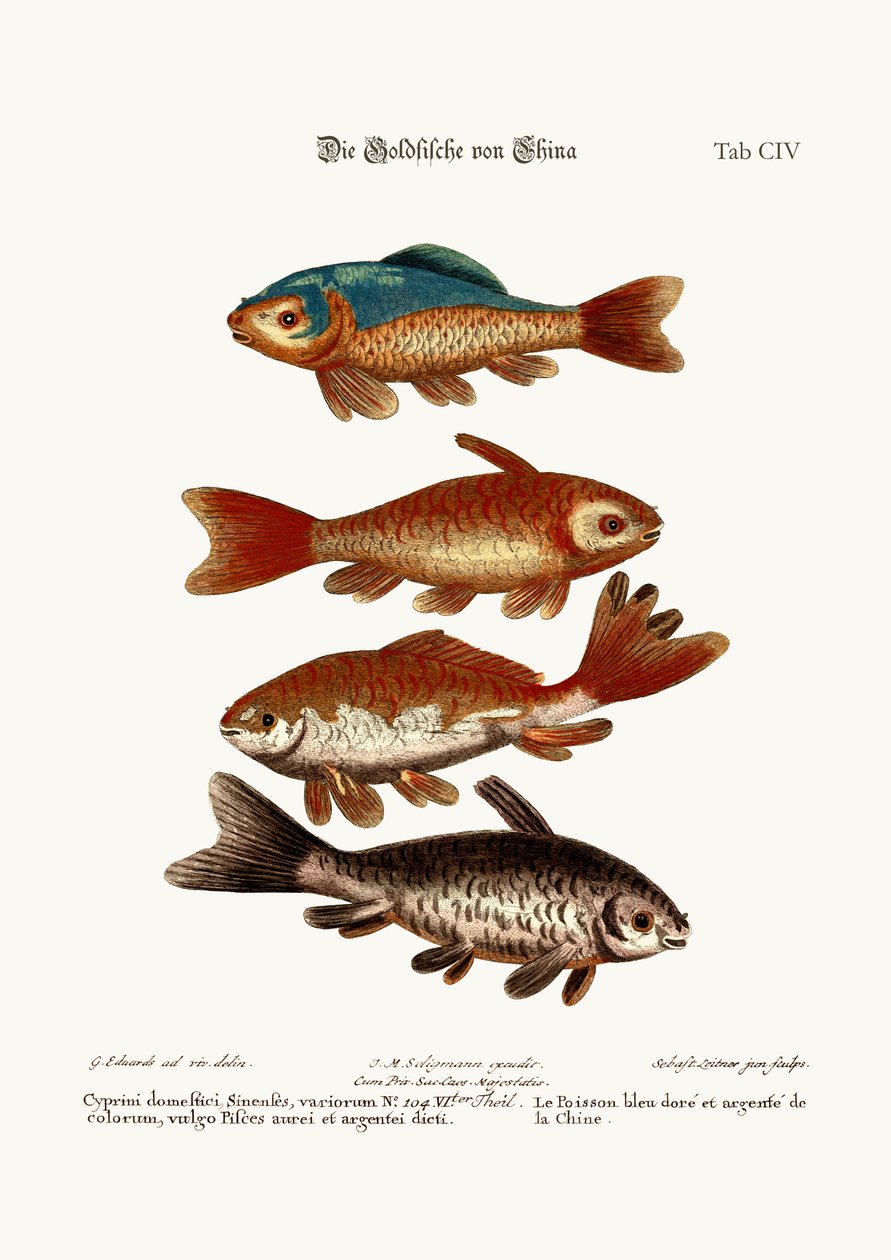 中国の金魚、1749-73 作： ジョージ・エドワーズ