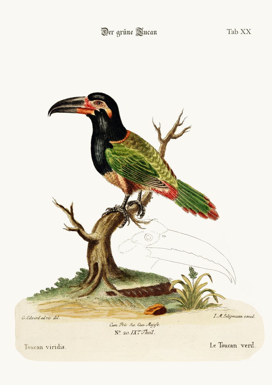 緑のオオハシ、1749-73 作： ジョージ・エドワーズ