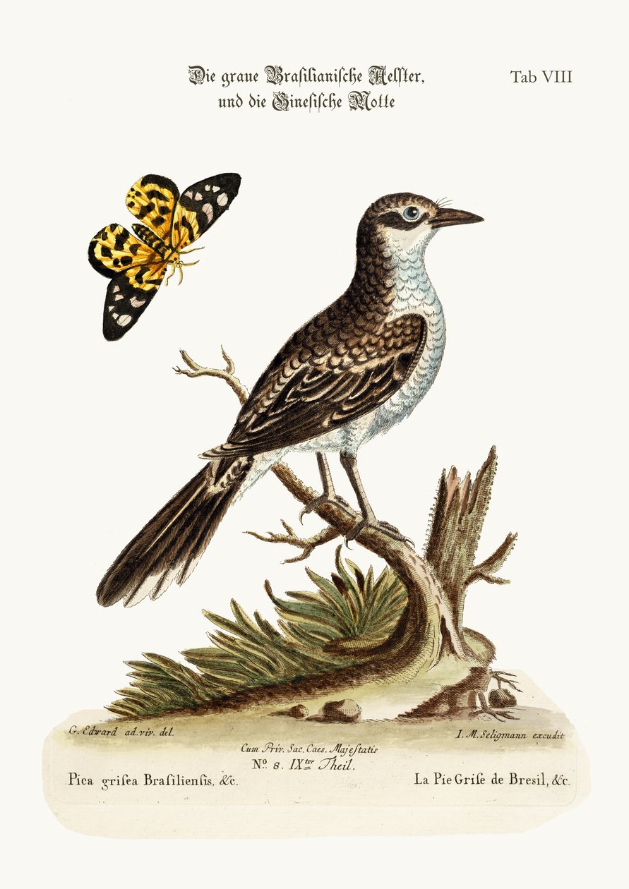 ブラジルの灰色のパイ、1749-73 作： ジョージ・エドワーズ