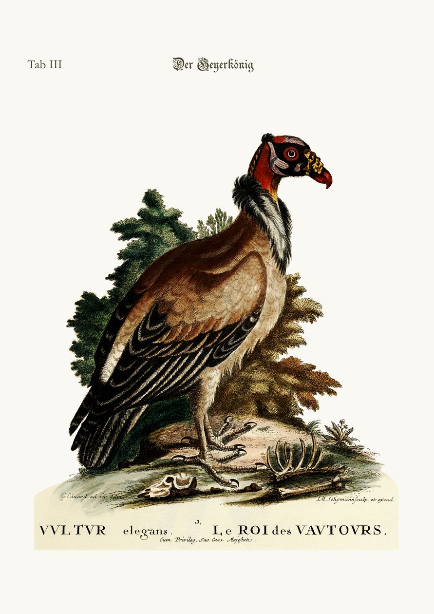 ハゲワシの王、1749-73 作： ジョージ・エドワーズ